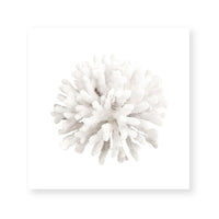 Crystal Coral I
