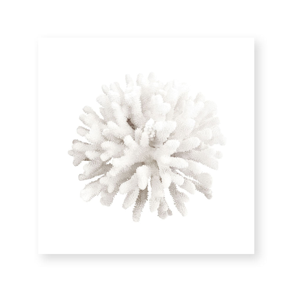 Crystal Coral I