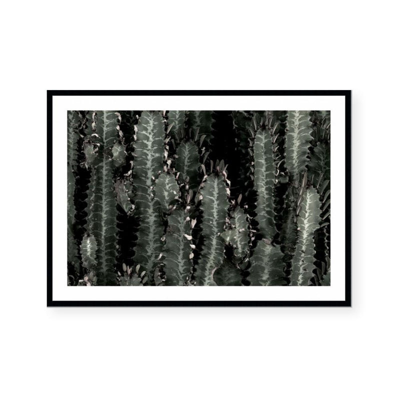 Dark Cacti | Landscape