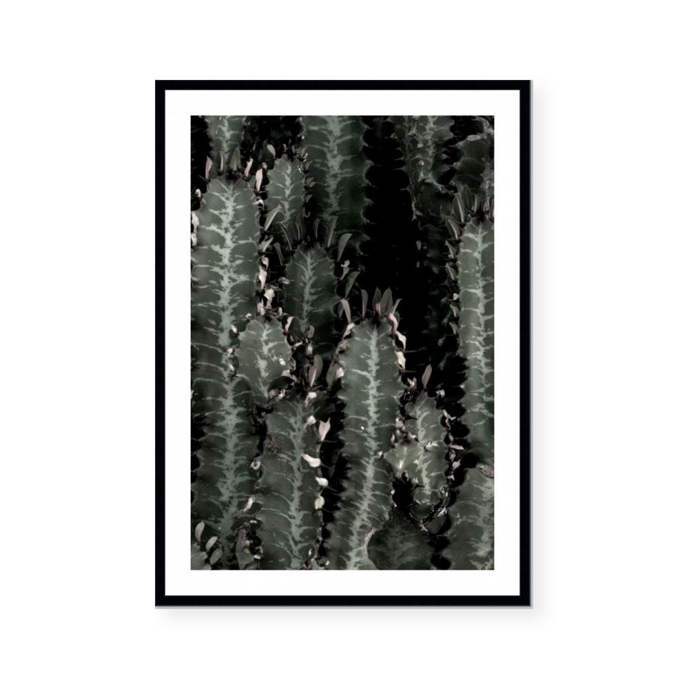 Dark Cacti | Portrait