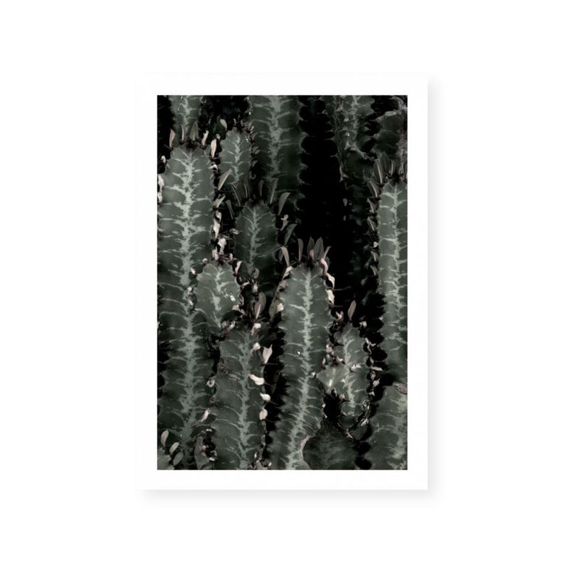 Dark Cacti | Portrait