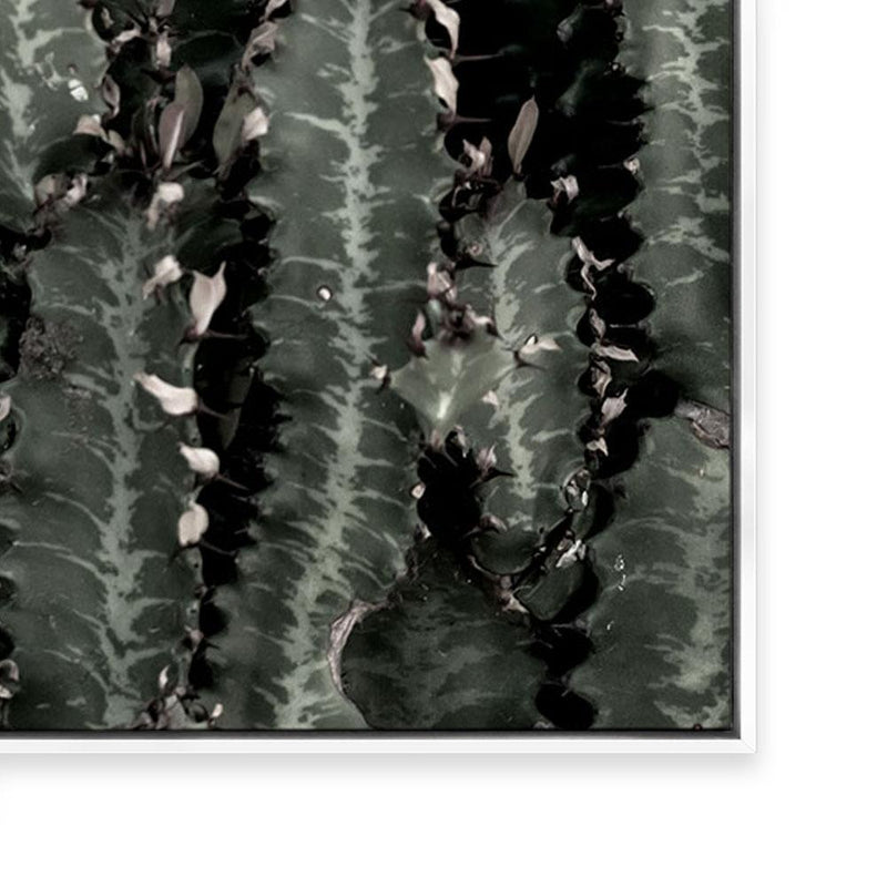 Dark Cacti | Portrait