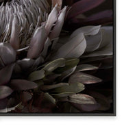 Dark Protea