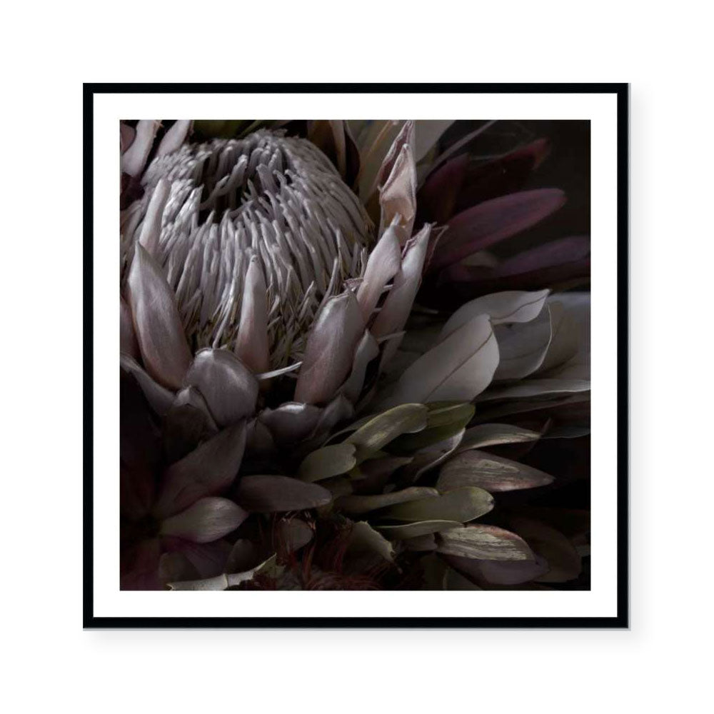 Dark Protea