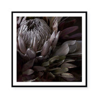 Dark Protea