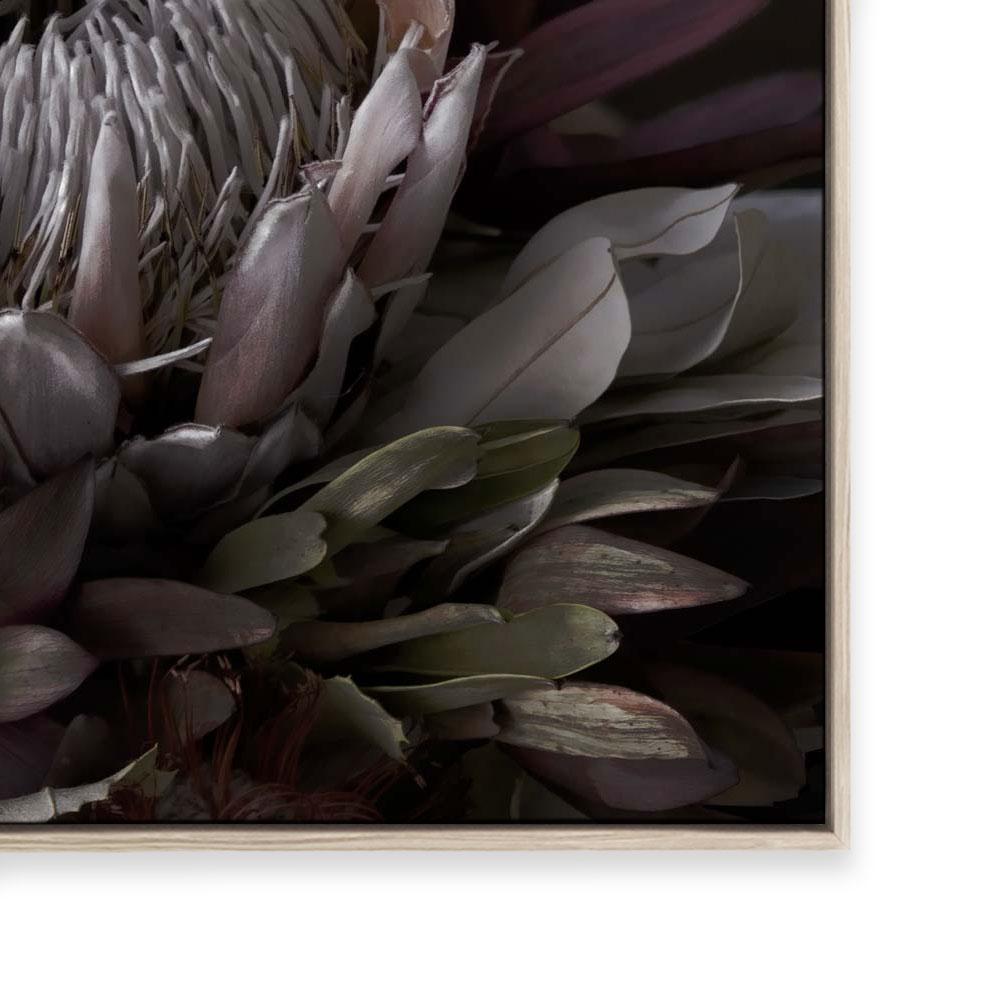 Dark Protea