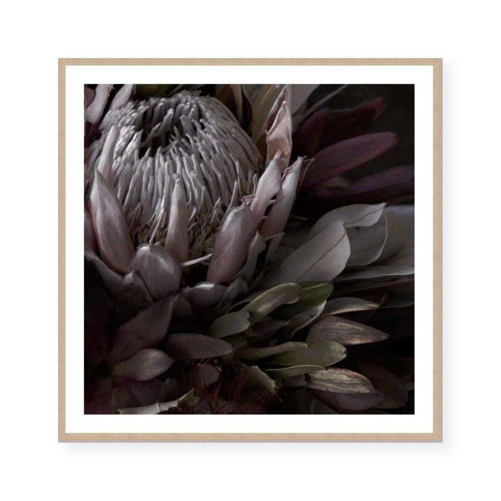 Dark Protea