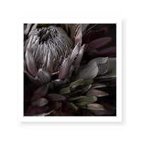 Dark Protea