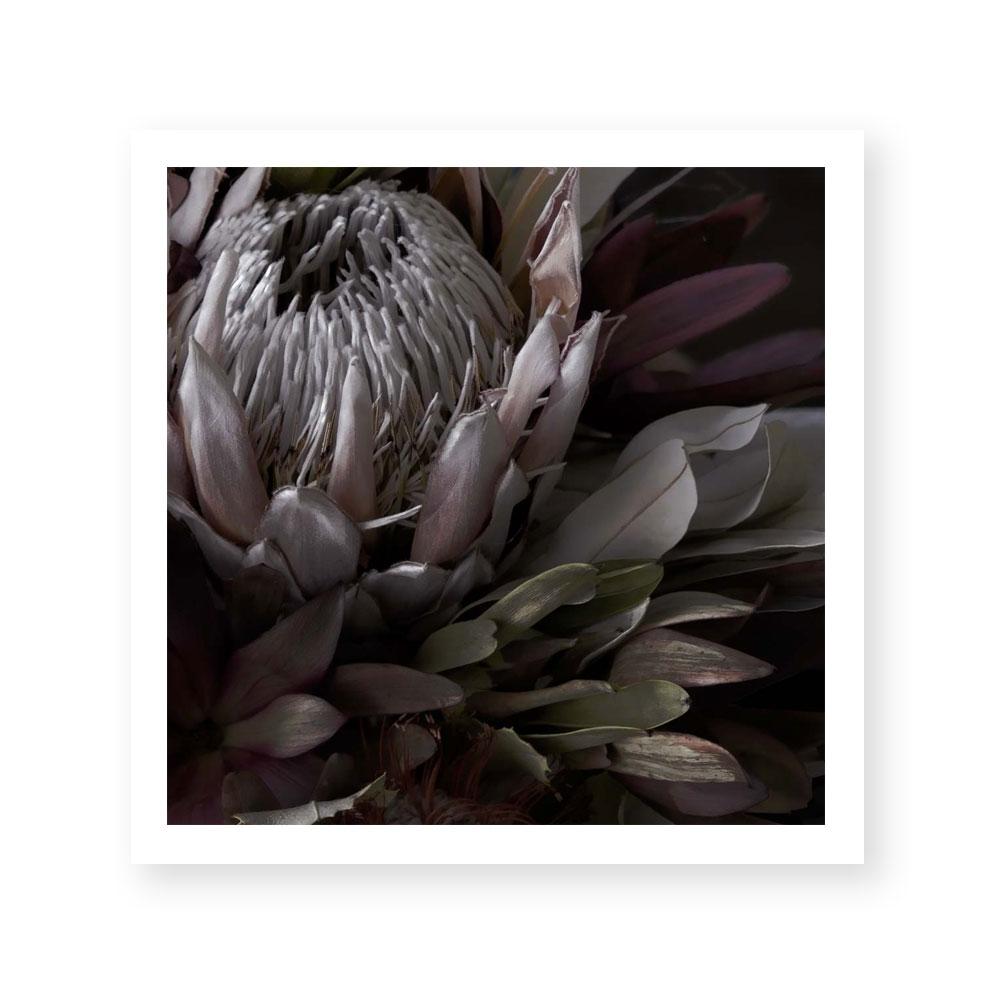 Dark Protea
