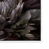 Dark Protea