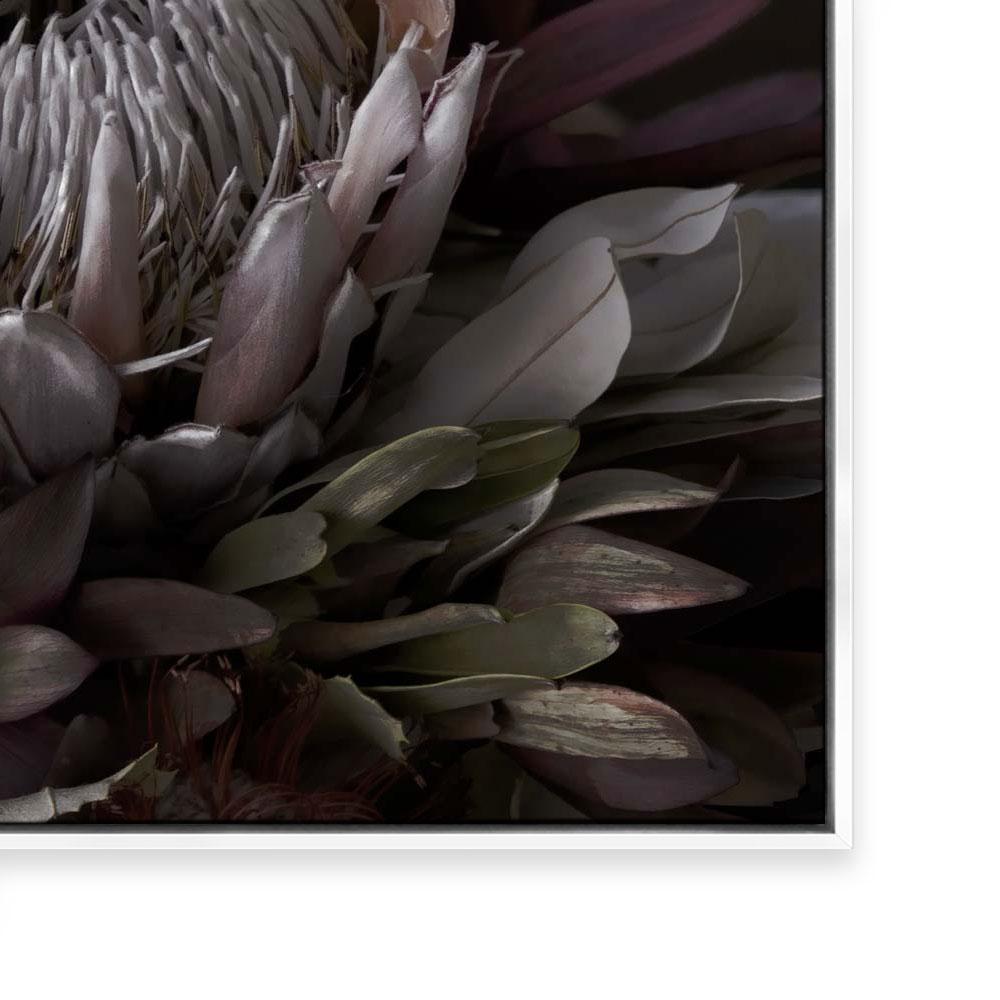 Dark Protea