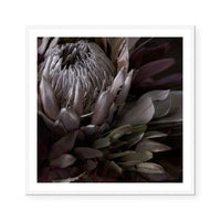 Dark Protea