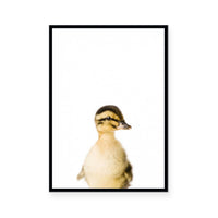 Duckling