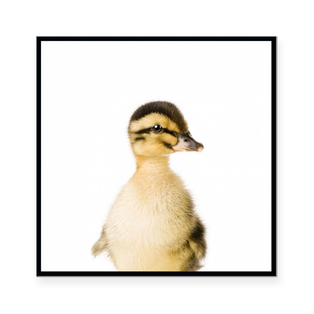 Duckling | Square