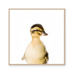 Duckling | Square