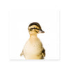 Duckling | Square