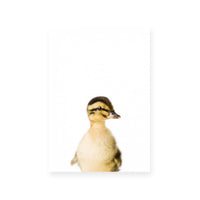 Duckling