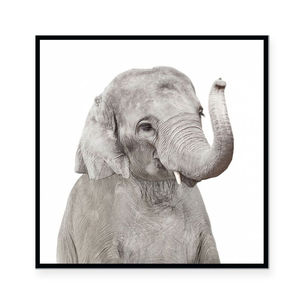 Elephant | Square