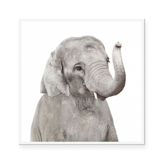 Elephant | Square