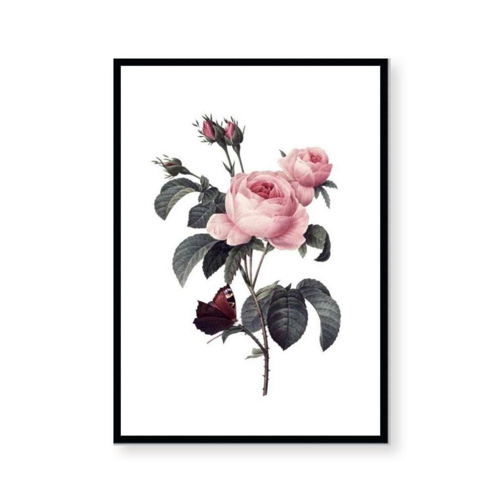 Encyclopedia Flora I