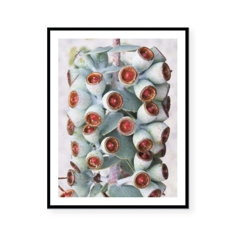Eucalyptus | Open Edition Art Print | Katie Clulow