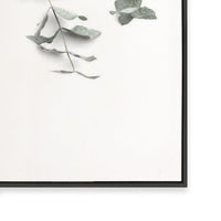 Eucalyptus Gum
