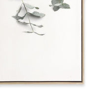 Eucalyptus Gum