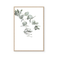 Eucalyptus Gum