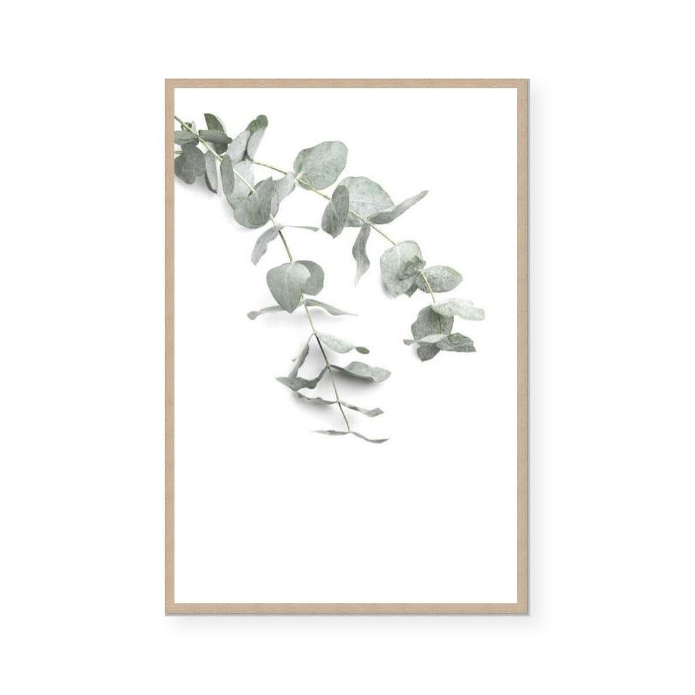 Eucalyptus Gum