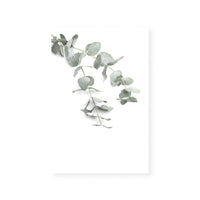 Eucalyptus Gum