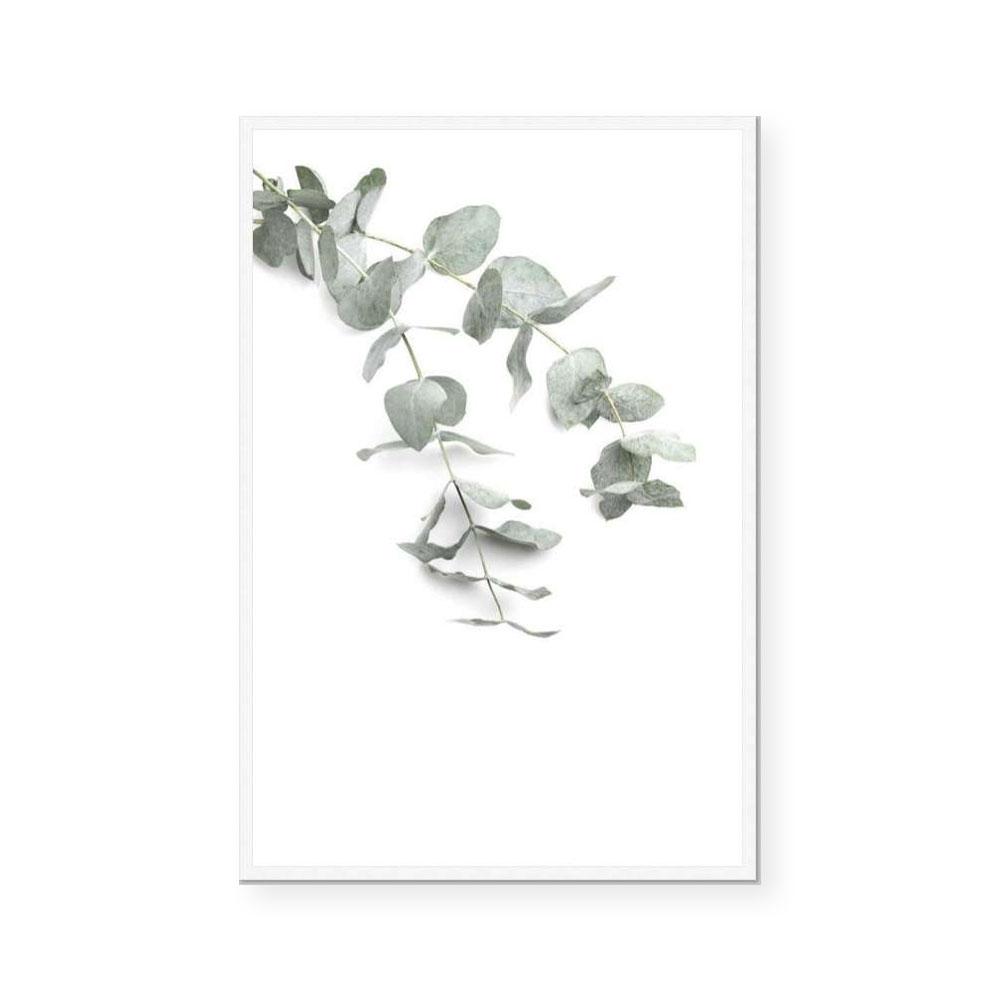 Eucalyptus Gum