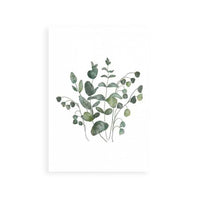 Eucalyptus Leaves III
