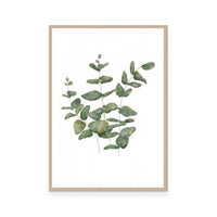 Eucalyptus Leaves II