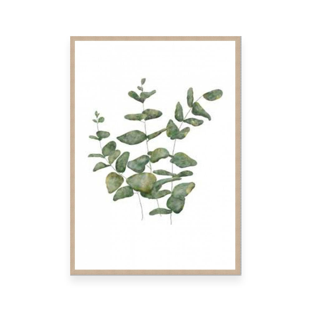 Eucalyptus Leaves II