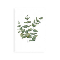 Eucalyptus Leaves II