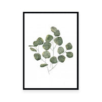Eucalyptus Leaves