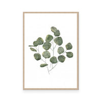 Eucalyptus Leaves
