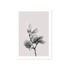 Floral Impressions II