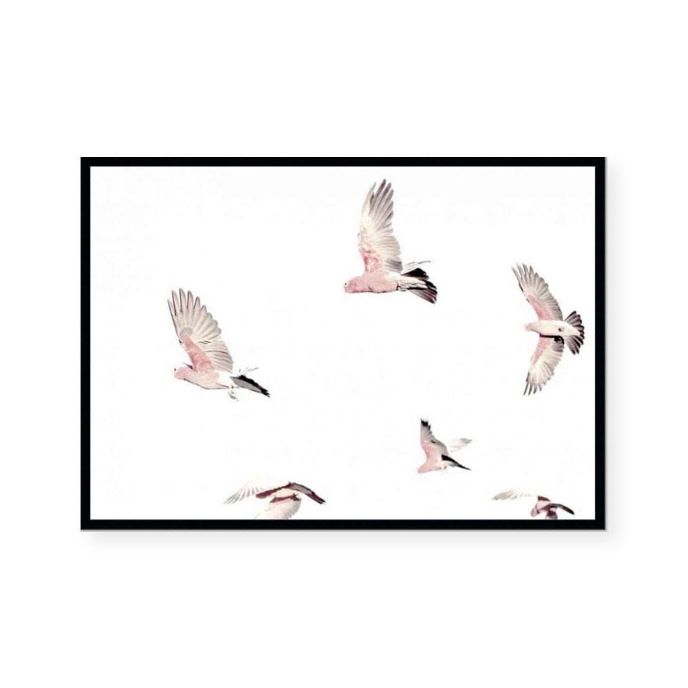 Galahs