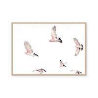 Galahs