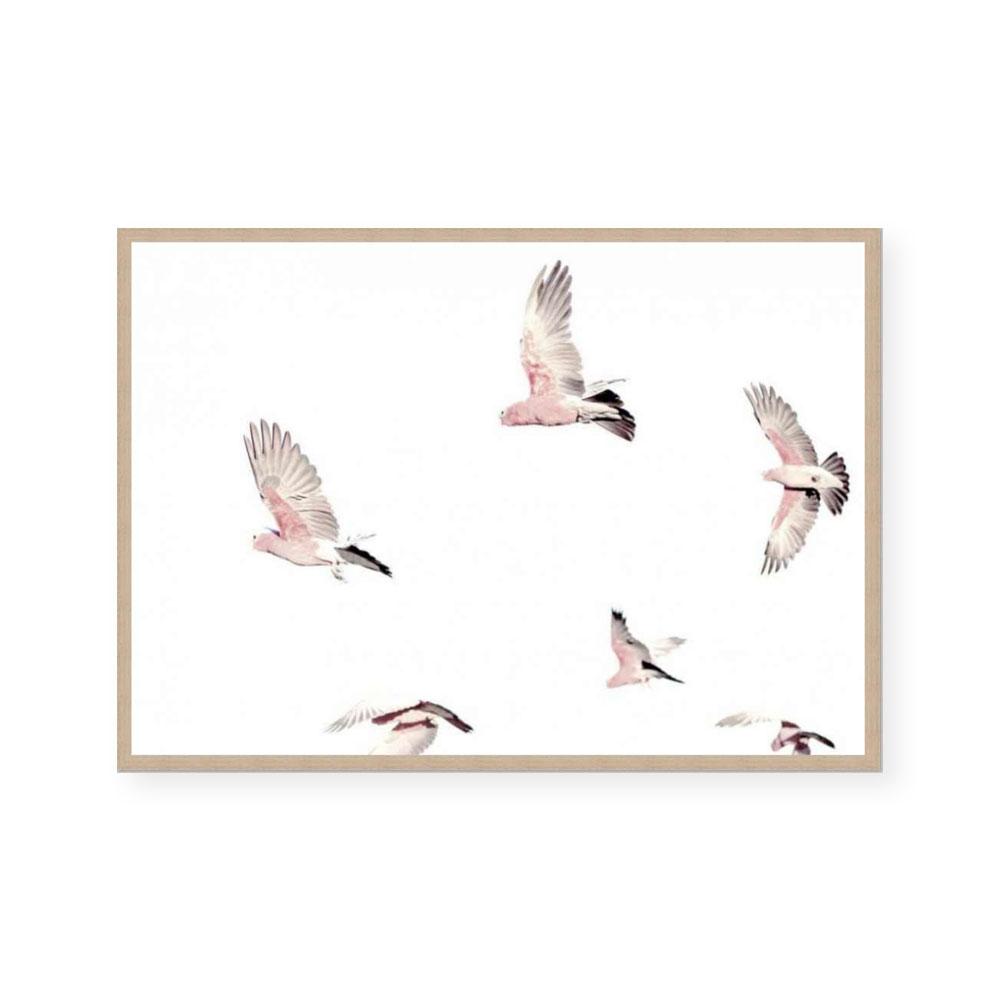 Galahs