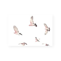 Galahs