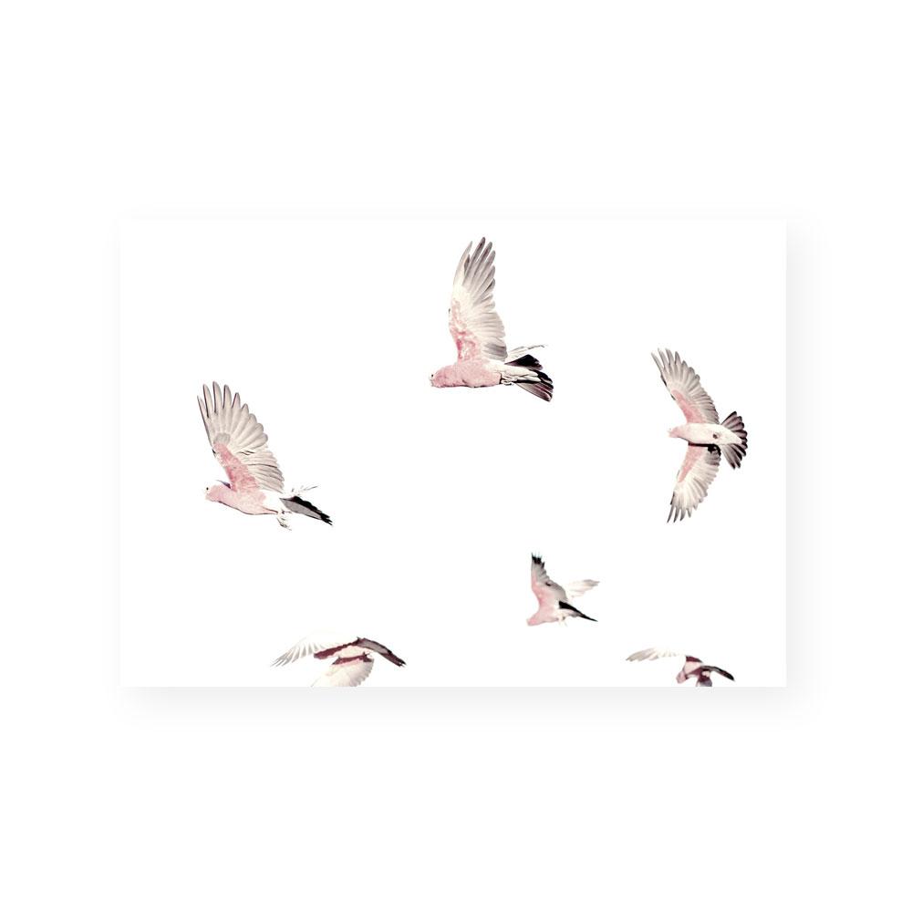 Galahs