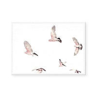 Galahs