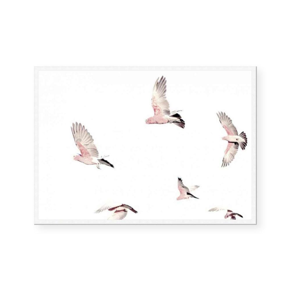 Galahs