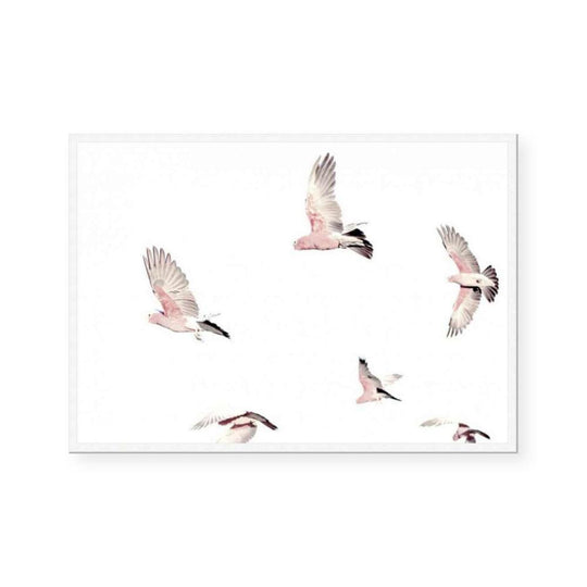 Galahs