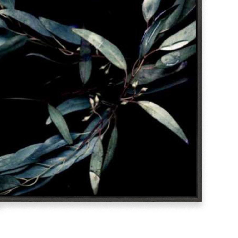 Ghost Gum