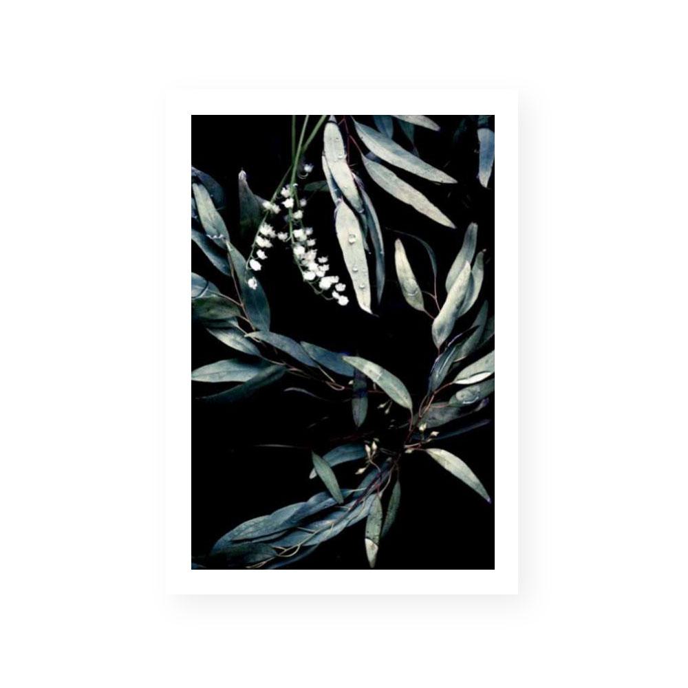 Ghost Gum