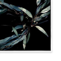 Ghost Gum