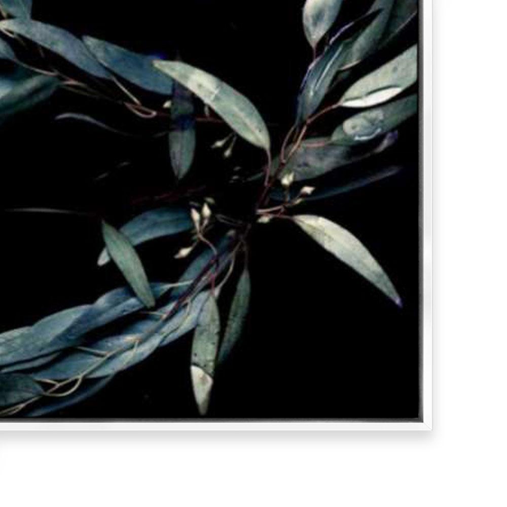 Ghost Gum